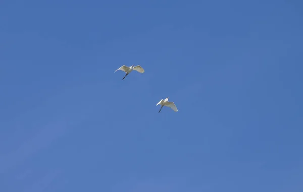 Beau Héron Blanc Oiseau Dans Nature Sauvage — Photo