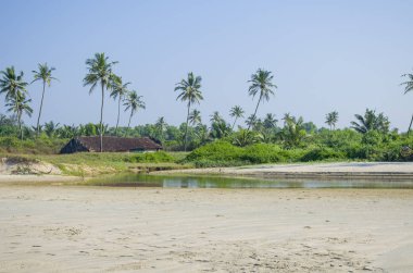 Tropikal peyzaj palmiye ağaçları ile deniz kıyısı