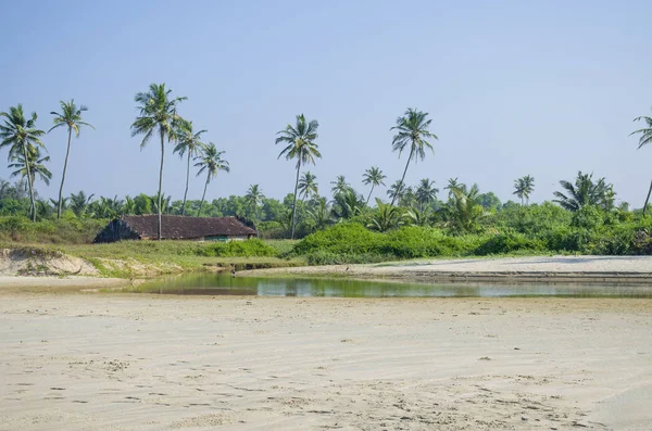 Tropikal peyzaj palmiye ağaçları ile deniz kıyısı