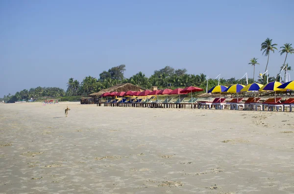 Tropikal peyzaj palmiye ağaçları ile deniz kıyısı