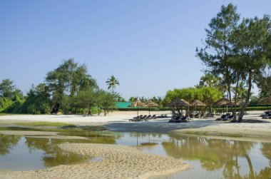 Palmiye ağaçları ve tropik bitkiler ile sahil güzel manzara