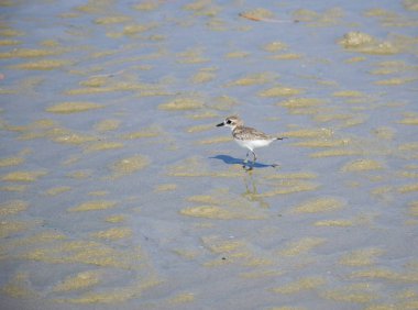 Goa sahil üzerinde siyah gözlü küçük tropik gri kuş