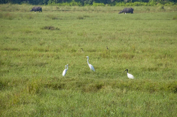 Животные Тропические Птицы Зеленой Траве Гоа — стоковое фото