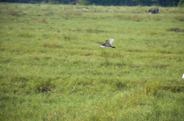 Animal tropical birds in a green grass in Goa