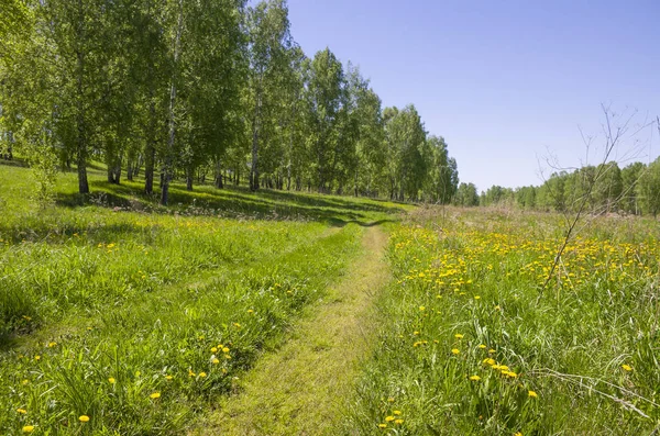 Hermoso Paisaje Madera Verde Con Colores Amarillos Una Hierba Verde — Foto de Stock