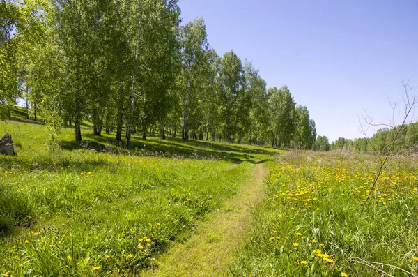 Hermoso Paisaje Madera Verde Con Colores Amarillos Una Hierba Verde — Foto de Stock