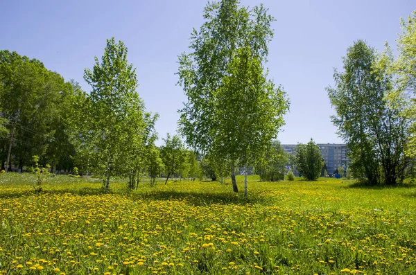 Güzel manzara ile sarı yeşil ahşap bir yeşil çim renkler