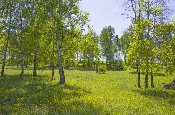 Красивий Пейзаж Зелене Дерево Жовтими Кольорами Зеленій Траві — стокове фото