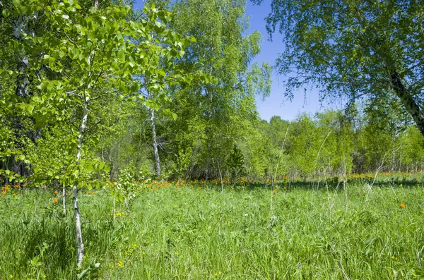 Vackra Landskap Gröna Trä Med Orange Blommor Ett Grönt Gräs — Stockfoto