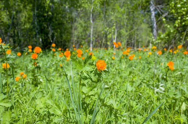 Wunderschöne Landschaft Der Grüne Wald Mit Orangefarbenen Blüten Grünen Gras — Stockfoto