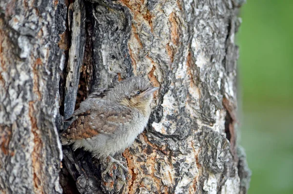Yavru kuş kuş küçük bir ağaç üzerinde bir huş oturur.