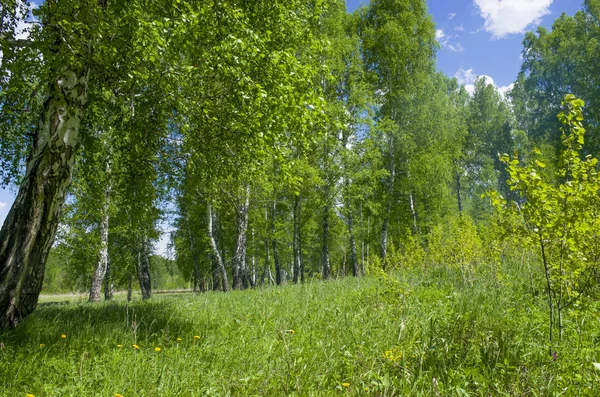 Güzel manzara ile sarı yeşil ahşap bir yeşil çim Rusya'da bir manzara renkler.