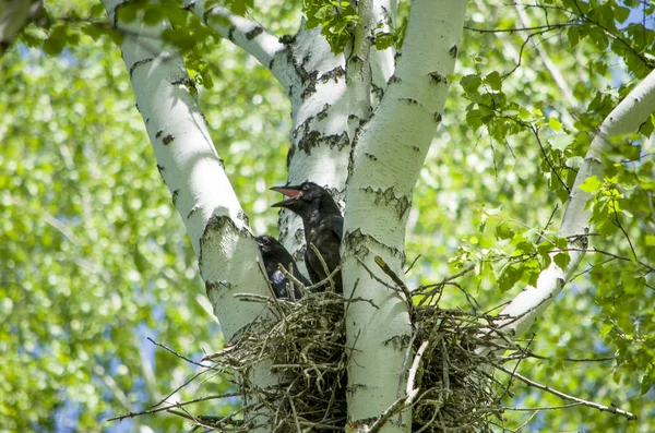 Der Kleine Vogel Sitzt Auf Einem Baum Eine Birke — Stockfoto