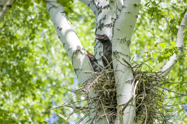 Птенчик Птичка Маленькая Сидит Дереве Береза — стоковое фото