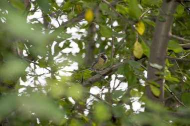 Kuş gagası ağaçta böcek oturur