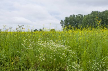 Alan arka plan ağaç sarı çiçekli manzara