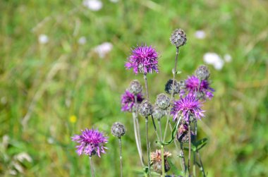 Maraly kök bir ot altay Rusya