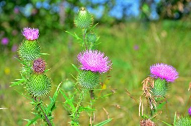Maraly kök bir ot altay Rusya