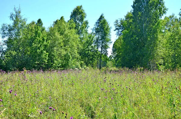 Wunderschöne Landschaft Der Wald Sommer Russland Sibirien — Stockfoto