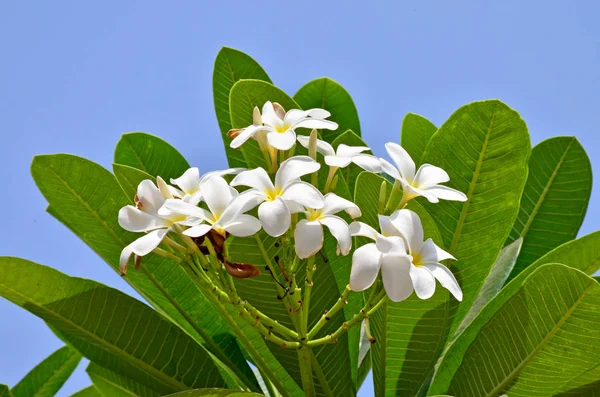 White Flower Asia Pakhipodium Yellow Center Stock Picture