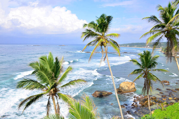 Landscape the coast the Indian Ocean in Sri Lanka with palm trees