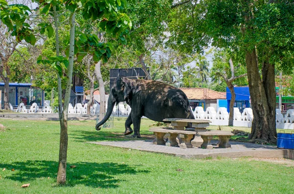 Tier Der Indische Elefant Auf Dem Tempelgelände Sri Lanka — Stockfoto