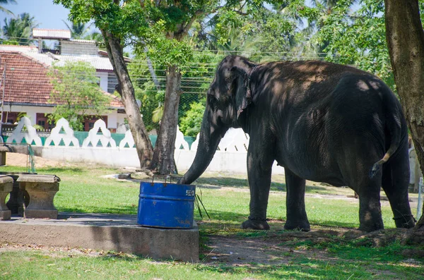 Tier Der Indische Elefant Auf Dem Tempelgelände Sri Lanka — Stockfoto