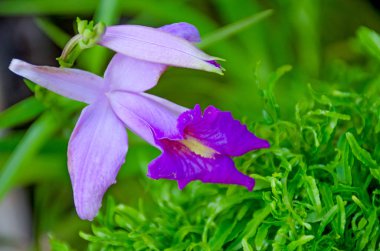 Sınıf Sri Lanka, güzel bir çiçek bir orkide motley