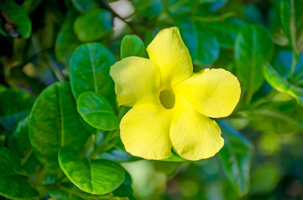 Цветок Рукатхана Алламанда Катха Шри Ланке — стоковое фото
