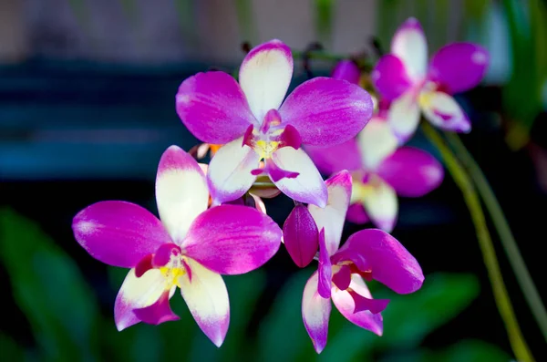 Орхидея Пестрая Сорт Красивый Цветок Шри Ланке — стоковое фото