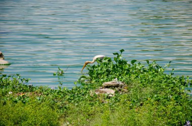 Büyük Sri Lanka Asya gölde bir balıkçıl kuş