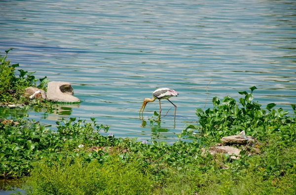 Grand Oiseau Héron Sur Lac Sri Lanka Asie — Photo