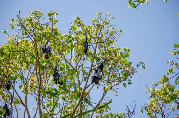 Cão Voador Uma Árvore Sri Lanka Ásia — Fotografia de Stock