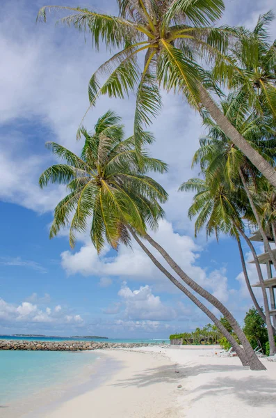 Maldiv Maafusha'nın ada mavi okyanus beyaz kum ve palmiye ağaçları karaya manzara