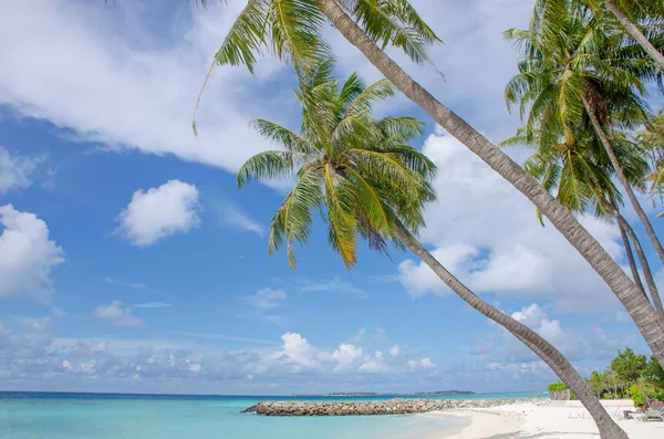 Maldiv Maafusha'nın ada mavi okyanus beyaz kum ve palmiye ağaçları karaya manzara