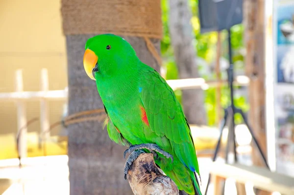 Bird Tropical Beautiful Big Parro — Stock Photo, Image