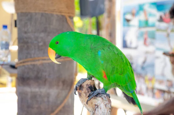 The bird tropical a beautiful big parro