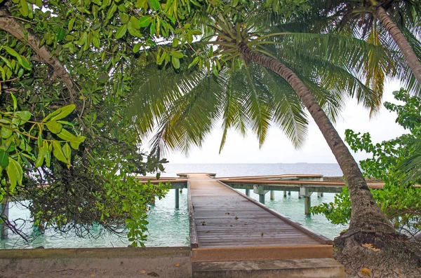 Eiland Van Malediven Van Fihalhohi Prachtige Landschap Van Een Palmboom — Stockfoto