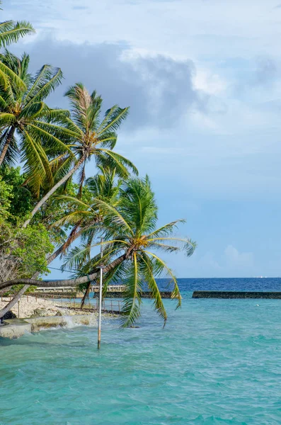 Hermosas Palmeras Verdes Sobre Agua Isla Maldivas — Foto de Stock