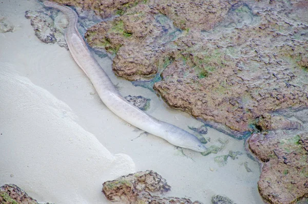 Onderwaterwereld Van Malediven Indische Oceaan Een Murene Vissen Tussen Stenen — Stockfoto