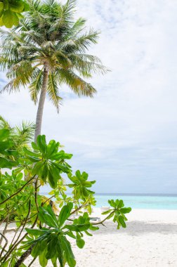 Peyzaj tropikal bitki ve ağaçlar Biyadhoo Island Maldivler