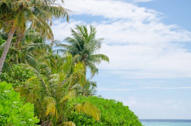 Palmiye ağacı peyzaj üzerinde turkuaz su Maldivler Adası