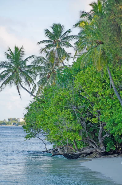 Paisaje Árboles Tropicales Sobre Fondo Agua Turquesa Del Océano — Foto de Stock