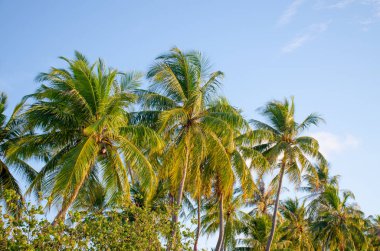 palmiye ağacı kirişler Güneş'in bir ağaçta
