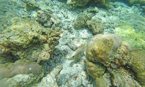 Landscape Fauna Water Sea Fishes Corals — Stock Photo, Image