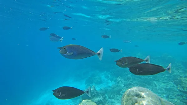 Fauna Paisagística Sob Água Peixes Mar Corais — Fotografia de Stock