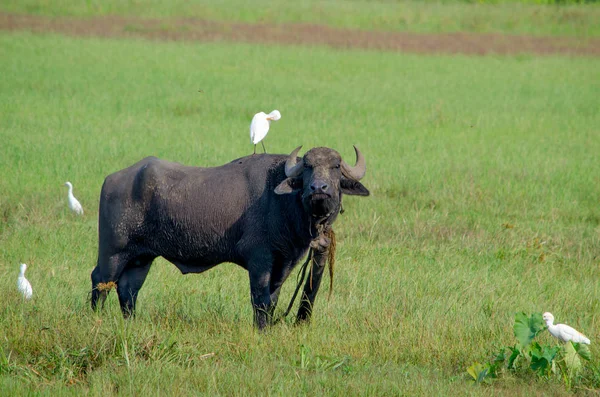 Animal Buffalo Indian Grass Birds — Stock Photo, Image