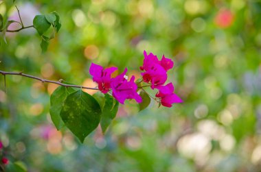 Asya'nın güzel parlak tropik çiçekler