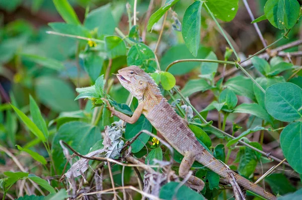 Animal Reptile Lézard Inde Asie — Photo