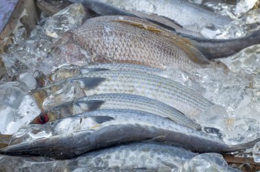 taze deniz balık bir köpekbalığı satışa tepsisinde 